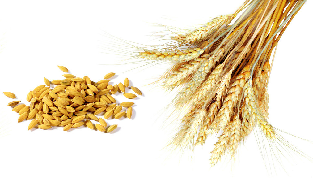пшеничен протеин на прах